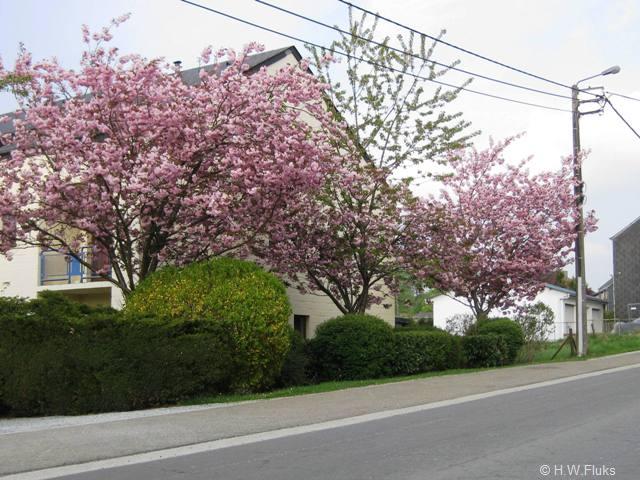 7613n89clibramont