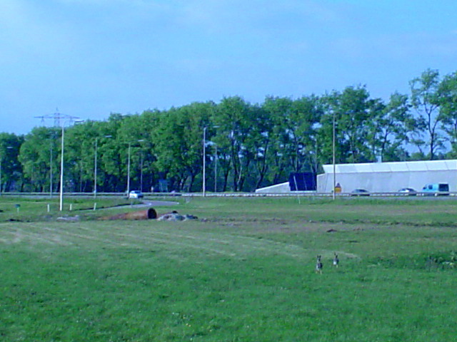 DSC00071a2haasjes
