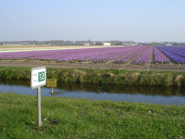 DSC09325noordwijkbollen