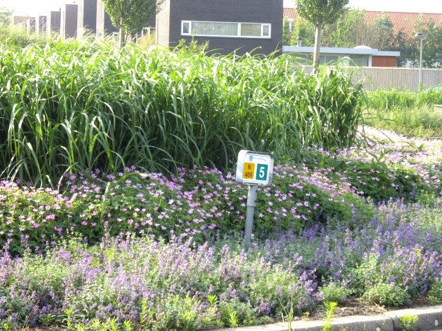 IMGP5806n469bloei