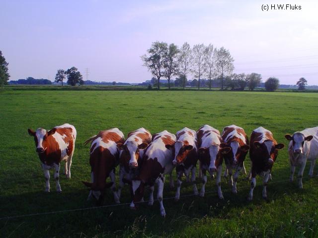 n792koeien