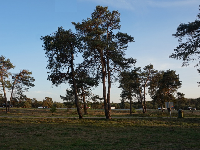 DSC01544vzpdestrubben