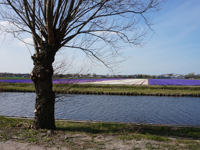 DSC01022dezilkbollen_z