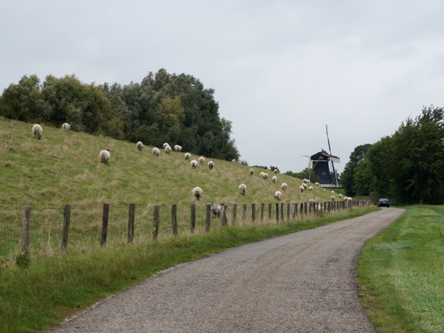 DSC05324nieuwvossemeer_z