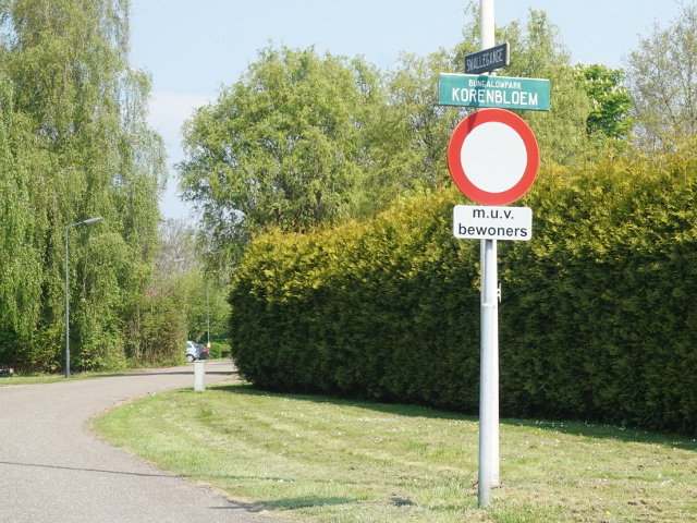 DSC08219korenbloem_w