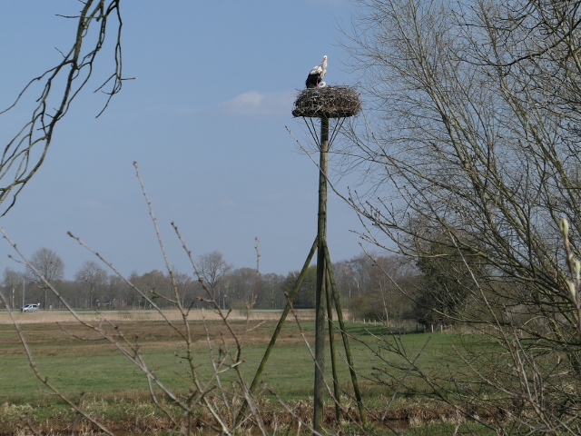 P1000823smeerling_z