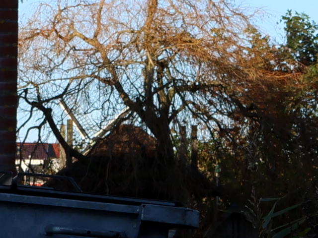 IMG_6842westzaan_z