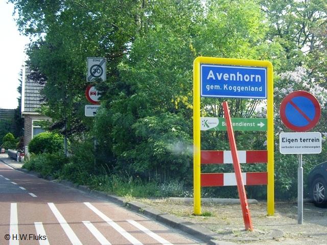 avenhornIMGP5024