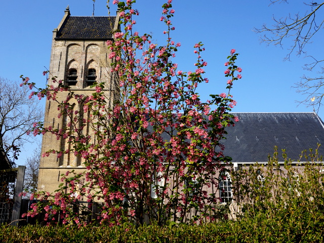DSC08643spannum_z