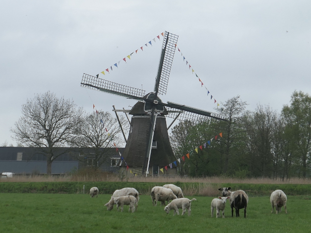 P1360397kollum_z