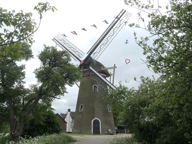P1360855beesd_z