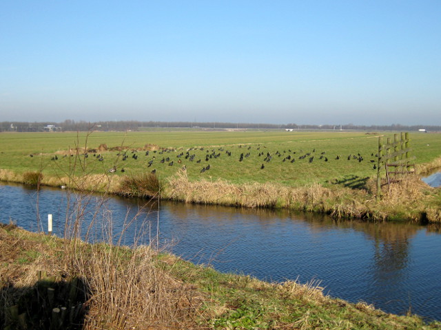 diemerbroek002