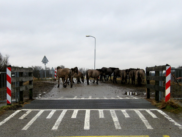 groenlanden018