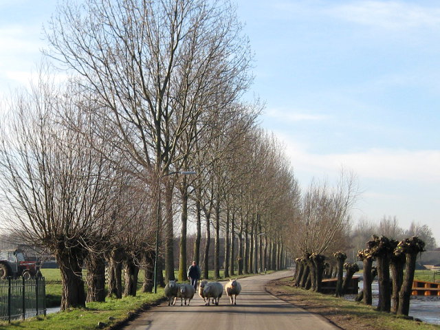 reijerscop010
