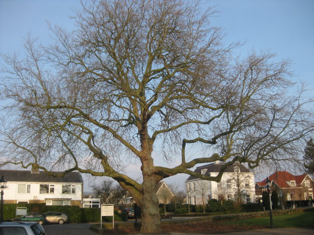 maasdam4007