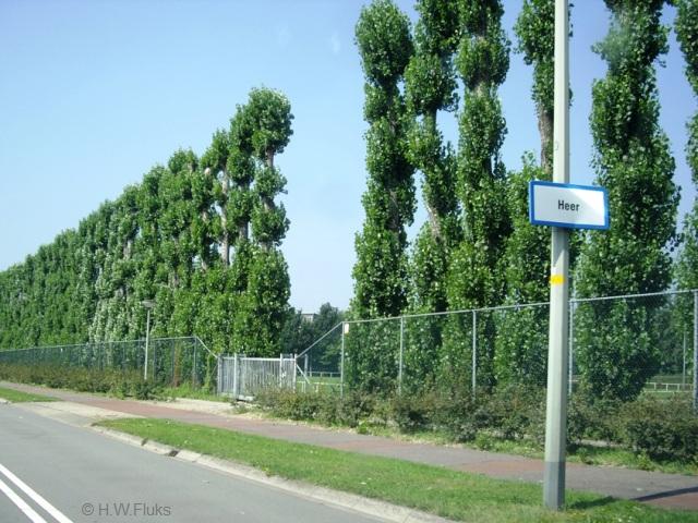 heerIMGP8934