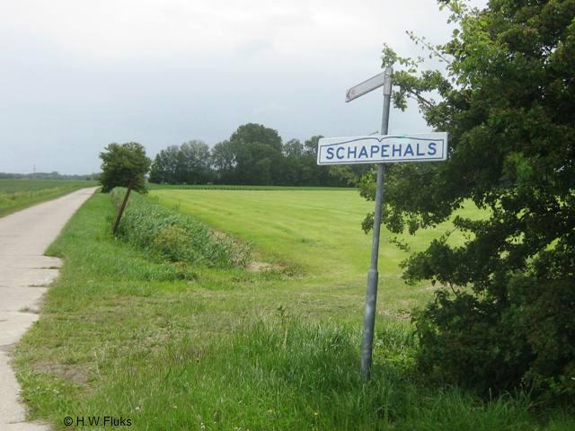 schapehals8381