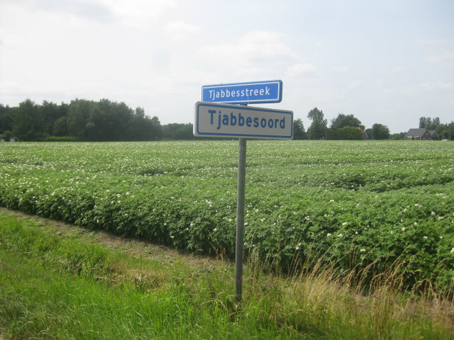 IMG_9522tjabbesoord