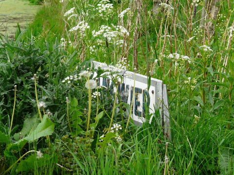 P1050800angwieringras