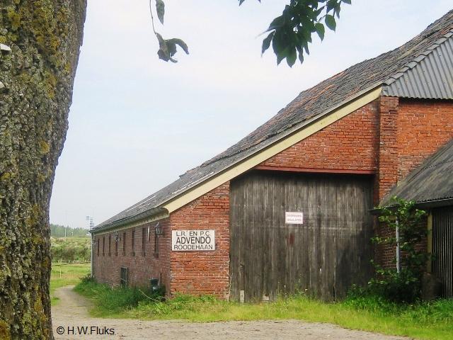 roodehaan5416